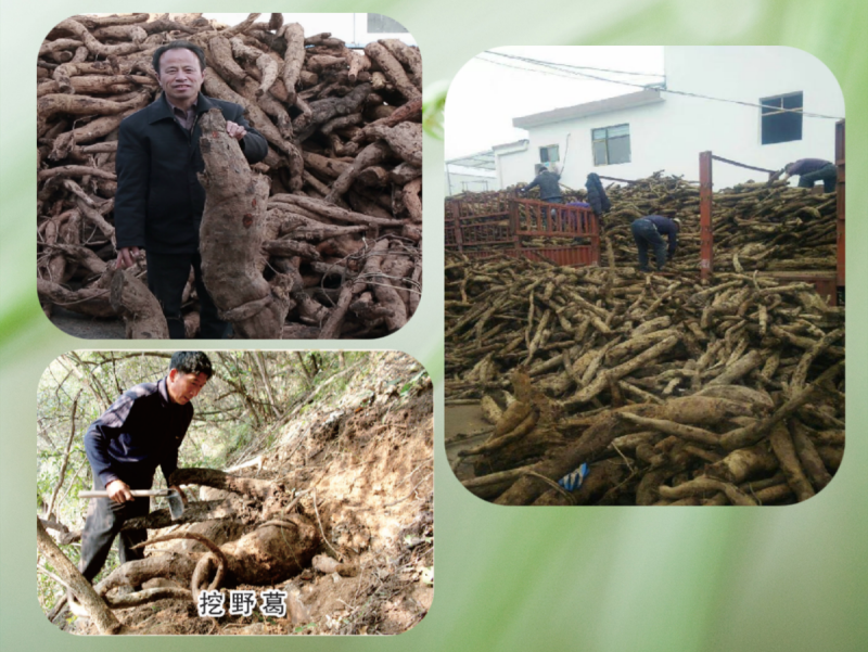 1743668833617075.png 葛根的采集.png