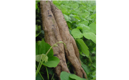 吃了這么多年的野生葛根粉，你吃對了嗎？