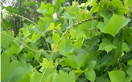 七夕寵妻狂魔就選它！二月風(fēng)雙有機(jī)野生葛根粉，健康又有文化味 