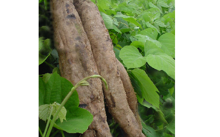 葛粉是什么？解鎖這份藏著千年文化與養(yǎng)生智慧的天然食材